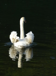 FZ016697 Mute Swan (Cygnus olor) by campsite.jpg